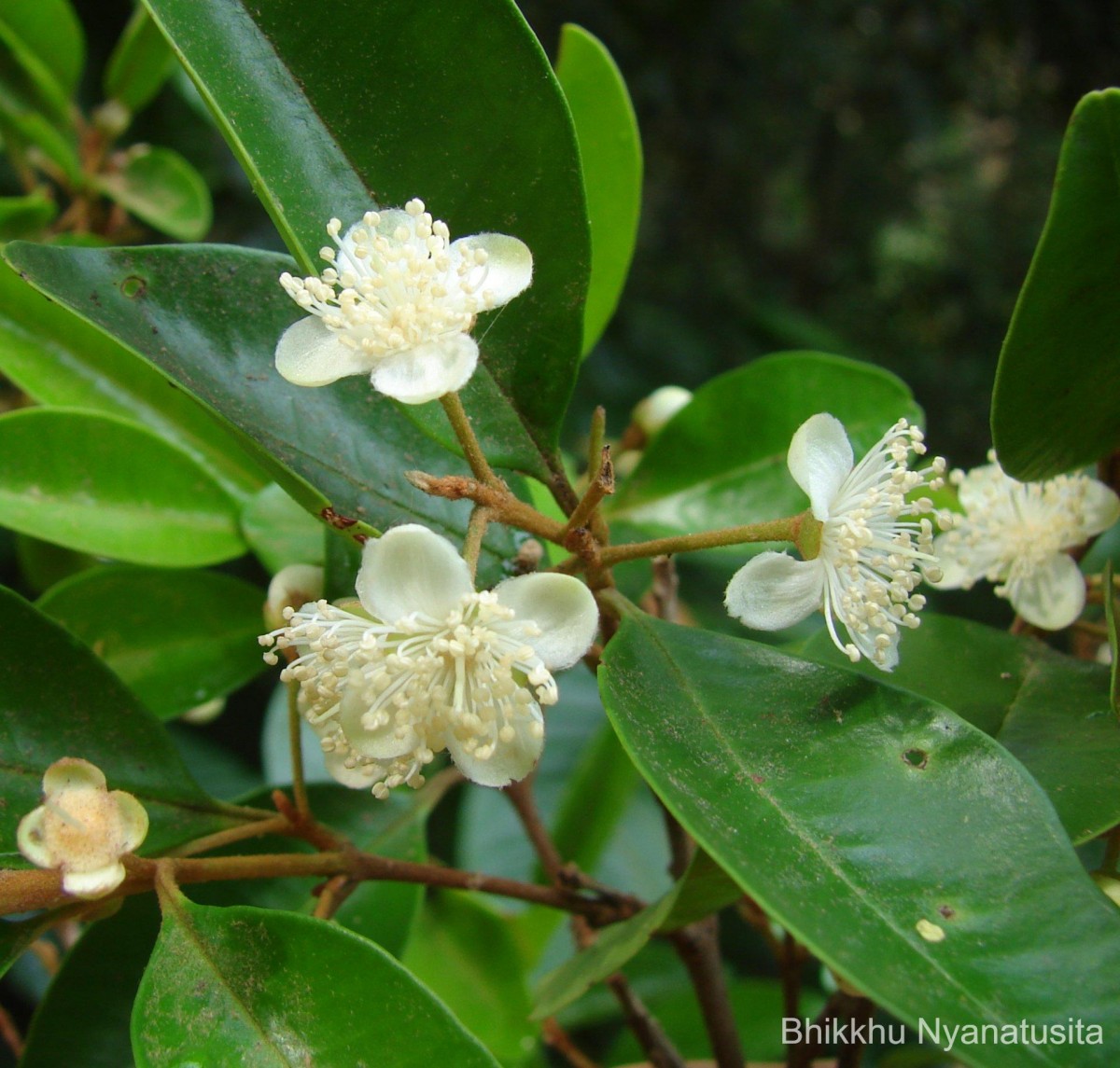 Eugenia roxburghii DC.